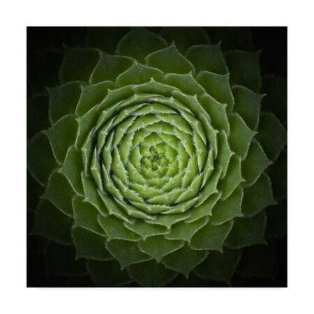 Trademark Fine Art Victor Mozqueda 'Green Succulent' Canvas Art, 18x18 1X08081-C1818GG